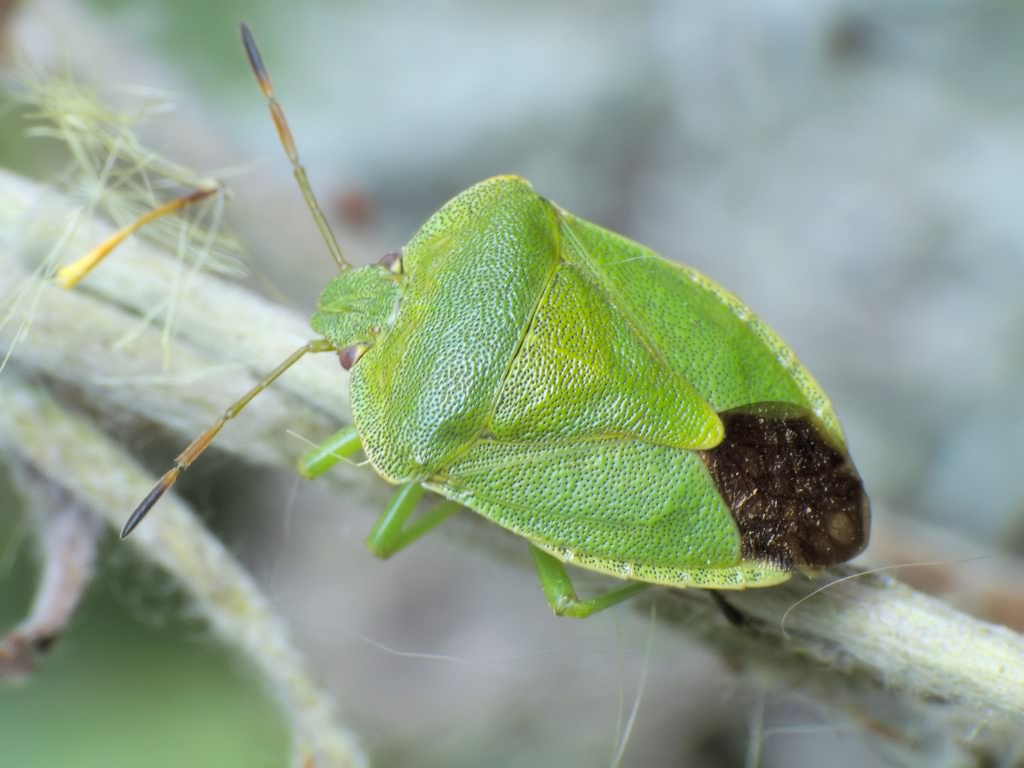 Palomena viridissima (Poda, 1761)